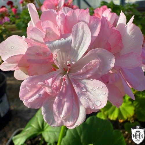 Pelargonium 'Friob Woods' - Pelargoon 'Friob Woods' P9/0,55L